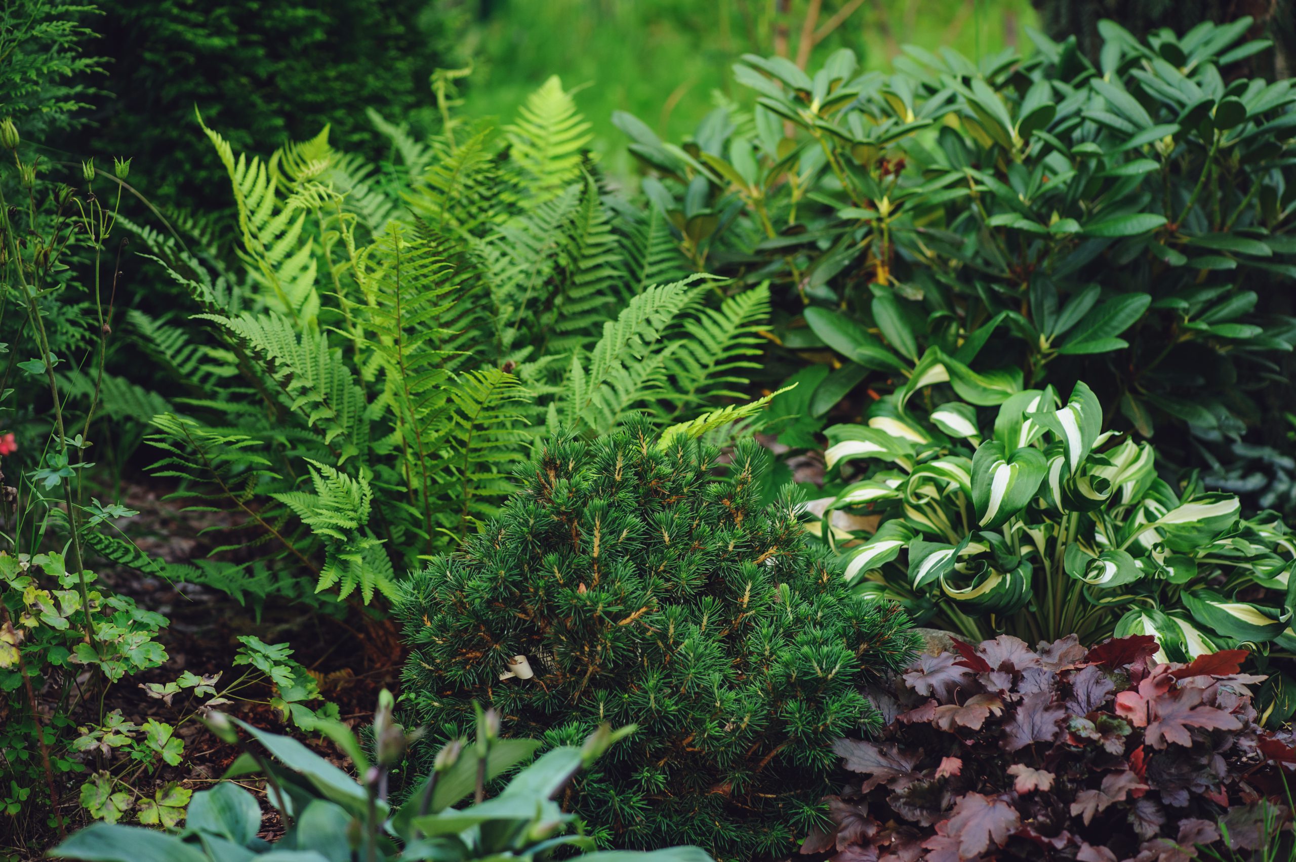 mixed border with shady tolerance plants - ferns, hostas and heucheras in summer garden